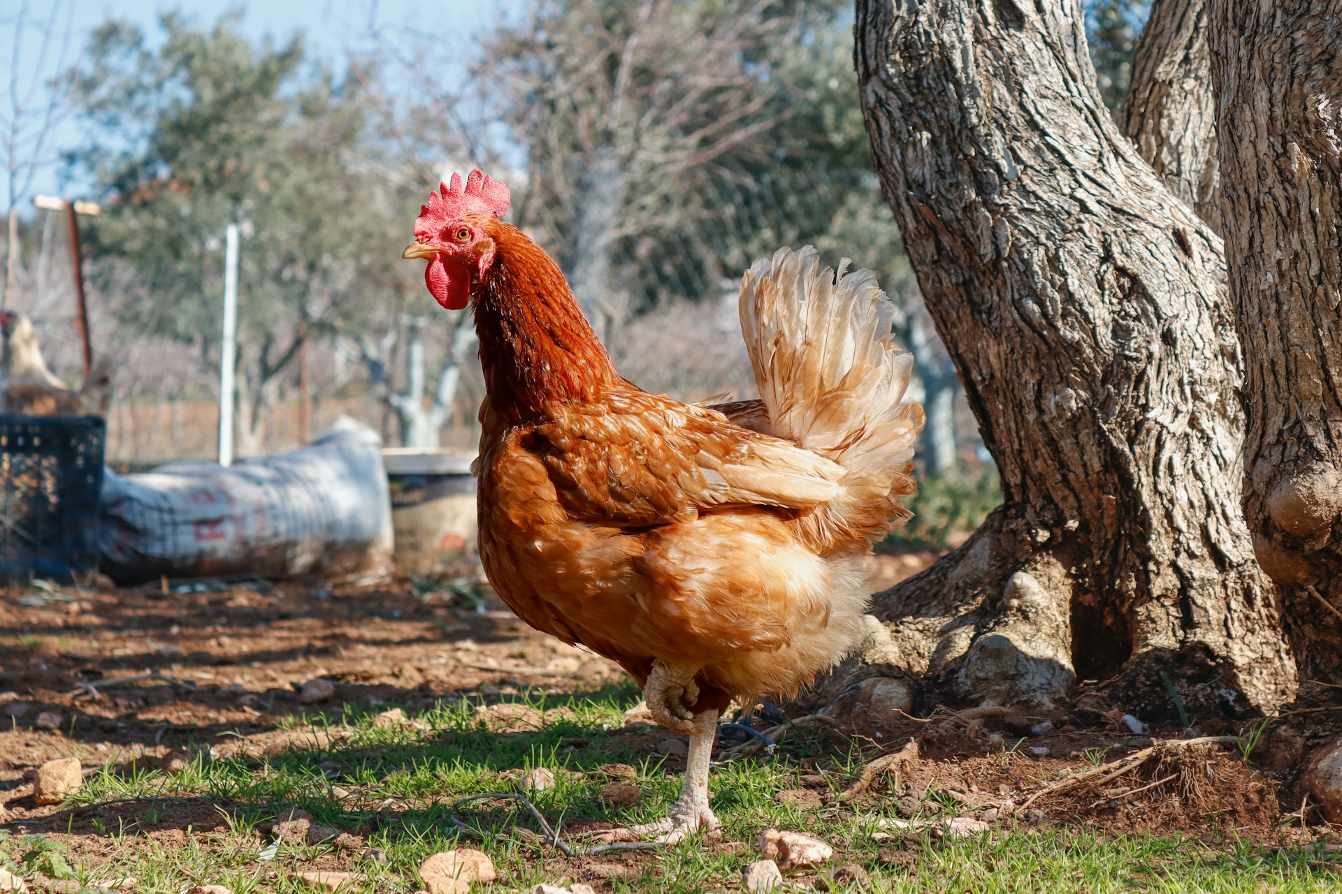 A brown chicken standing next to a tree