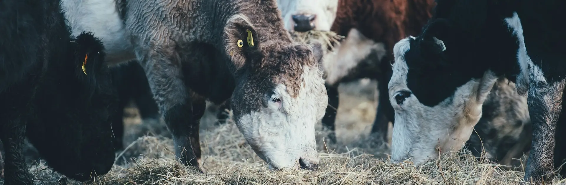 group of cows